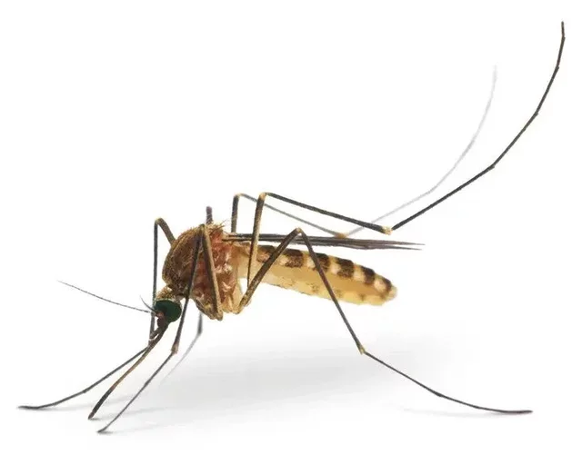 4 THINGS MOSQUITOS DON'T LIKE, WHICH WILL MAKE THEM RUN FROM BITTING YOU.